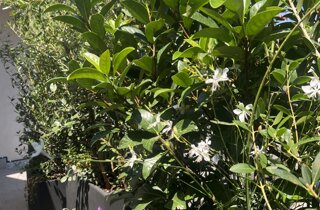 Marotta Fine Gardening - Artigiani del Verde - Portfolio di Progetti per Giardini e Terrazzi di Alto Livello per Privati e Aziende - Milano