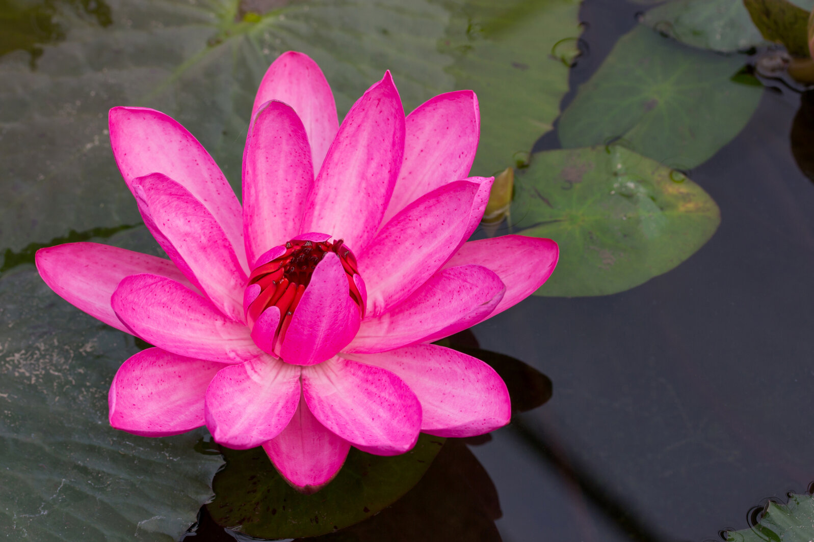 Pink lotus flower on a calm pond Pink lotus flower on a calm pond
