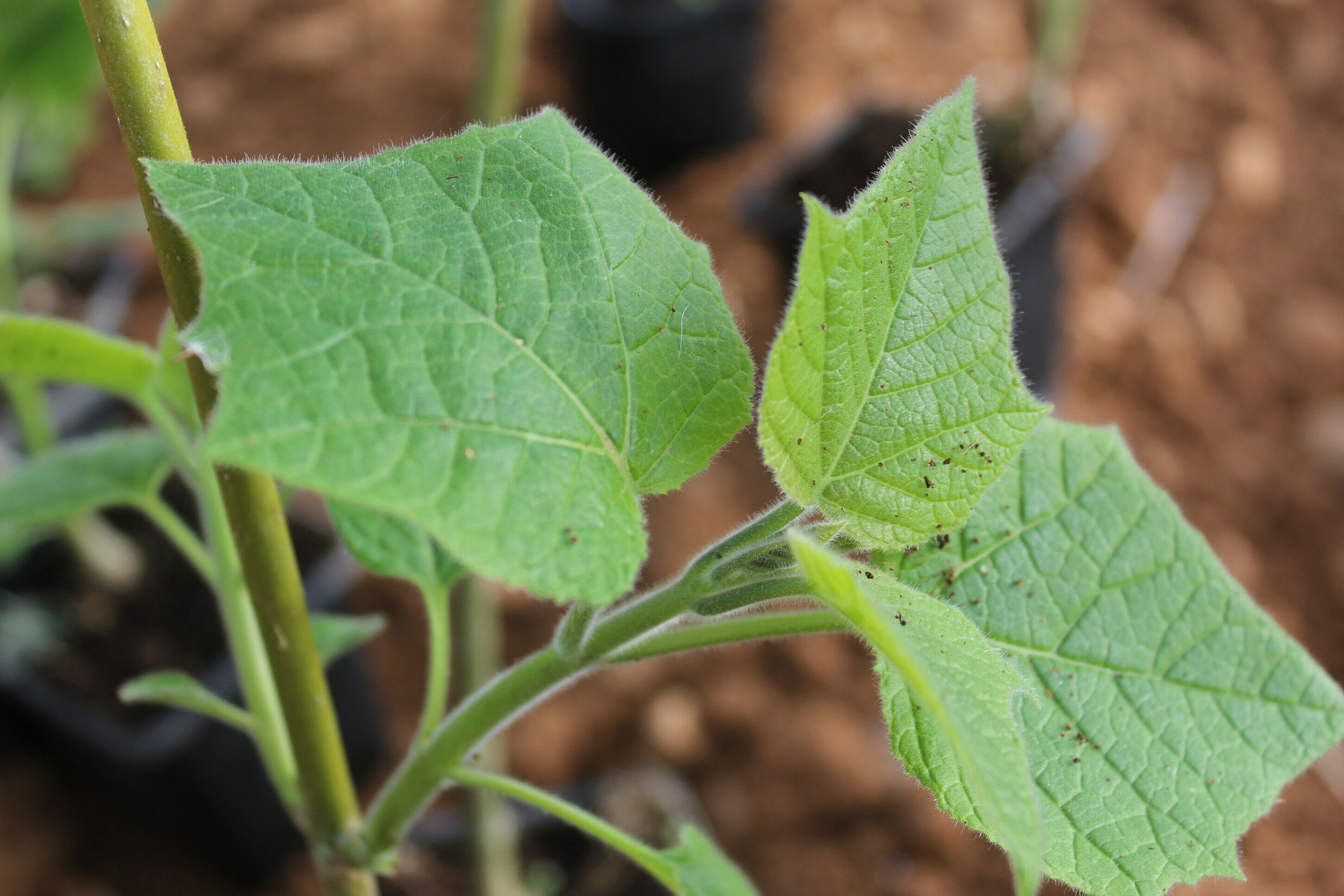 Colaboración en plantaciones agroforestales de paulonia (Paulownia Spp.) para cultivo maderero.