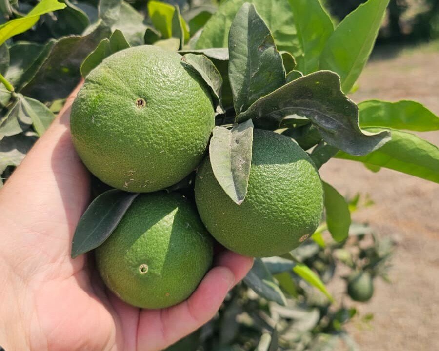 Strategie nutrizionali in agrumicoltura: l’importanza dell’integrazione biostimolante nella fertilizzazione specifica