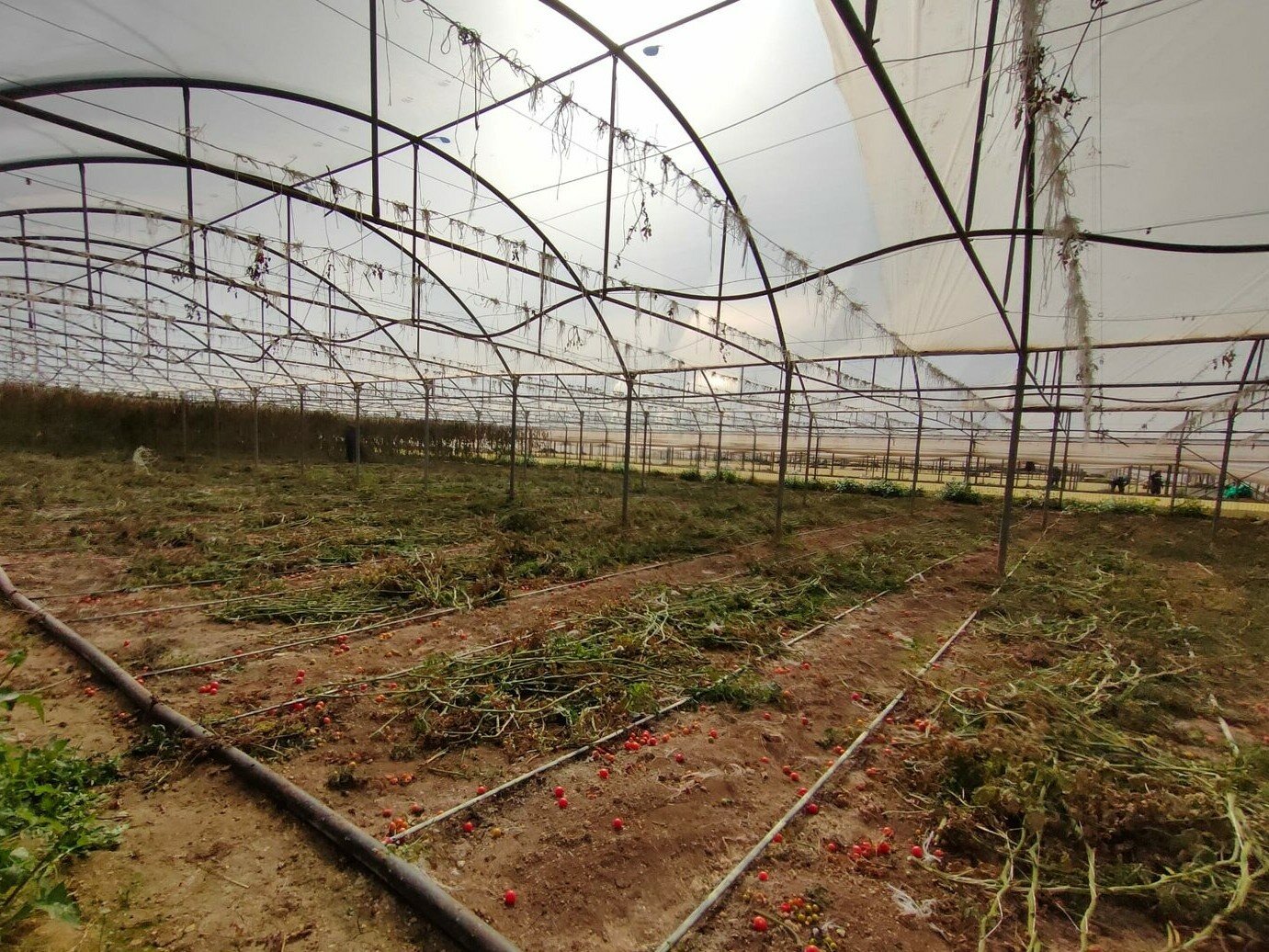 Microfumigazione e sostanze di base: la nuova era della difesa integrata e resiliente del suolo Microfumigazione e sostanze di base: la nuova era della difesa integrata e resiliente del suolo
