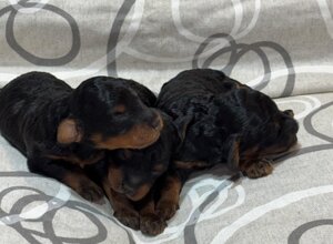 cuccioli%20jazel2.jpeg