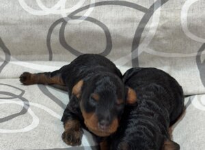 cuccioli%20jazel3.jpeg