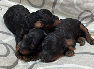 cuccioli%20jazel5.jpeg
