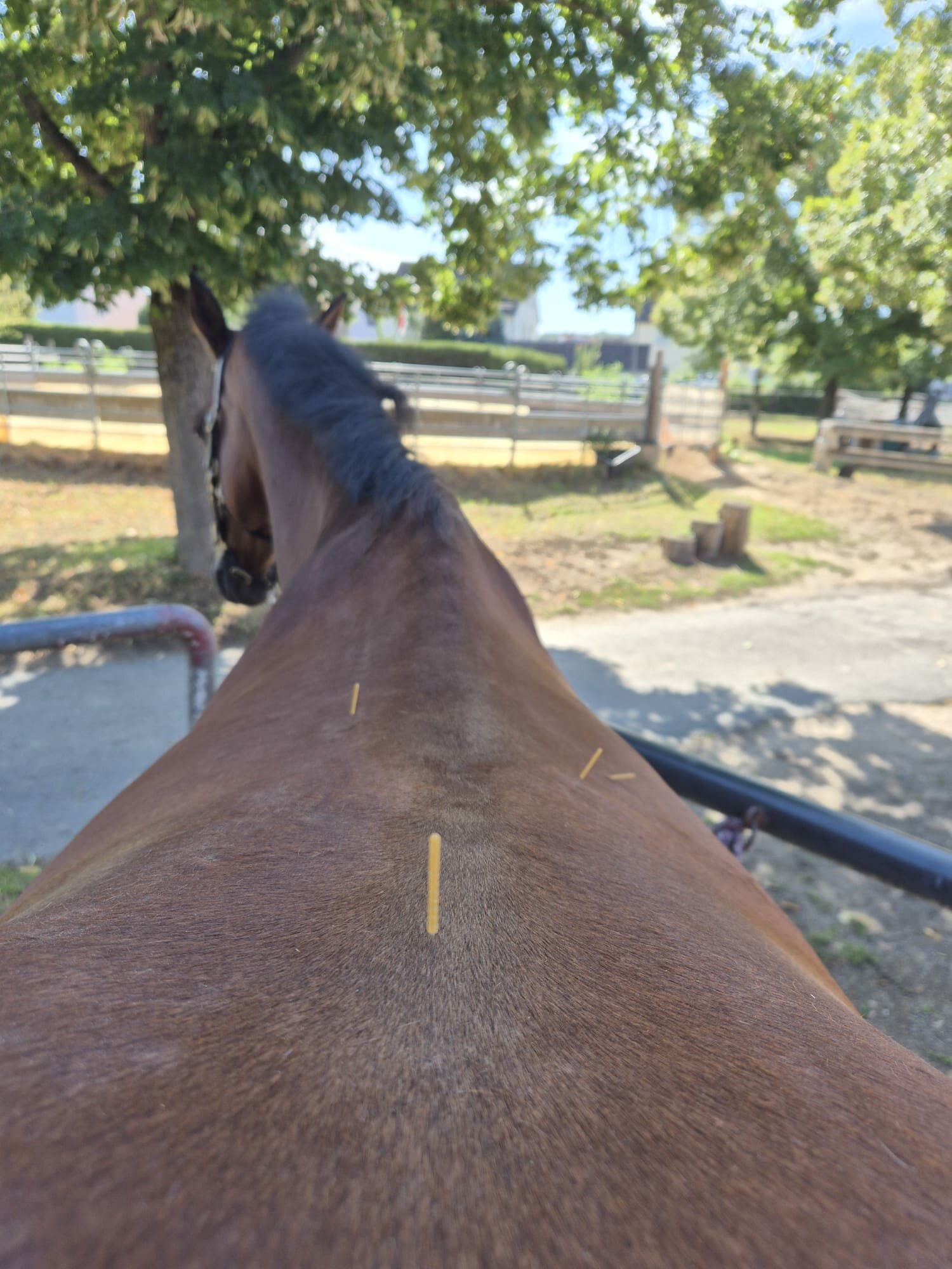 Dry Needling in der Tierphysiotherapie