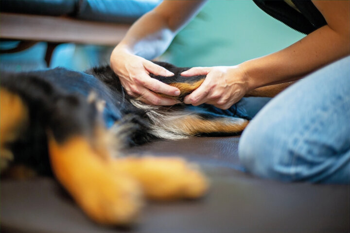 Befundung und Behandlung am Kniegelenk bei einem Hund. Befundung und Behandlung am Kniegelenk bei einem Hund.