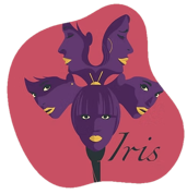 perpple-iris