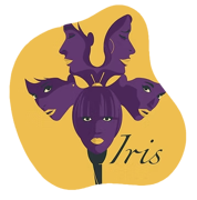 yellow-iris