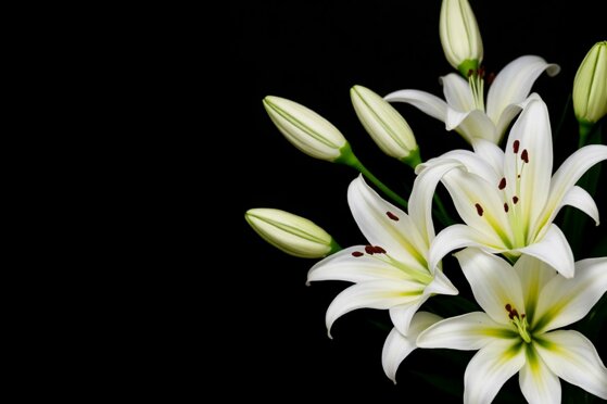 flowers-bv4i30lv.jpeg flowers-bv4i30lv.jpeg