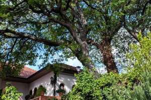 imgi_73_the-oak-and-the-house_orig imgi_73_the-oak-and-the-house_orig