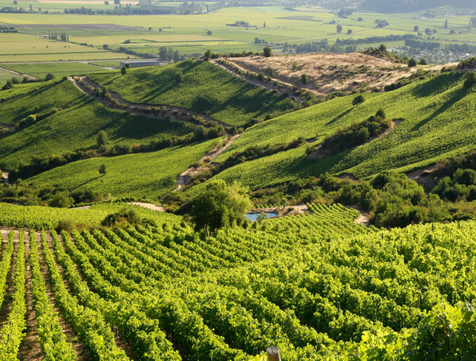 Vigneti collinari