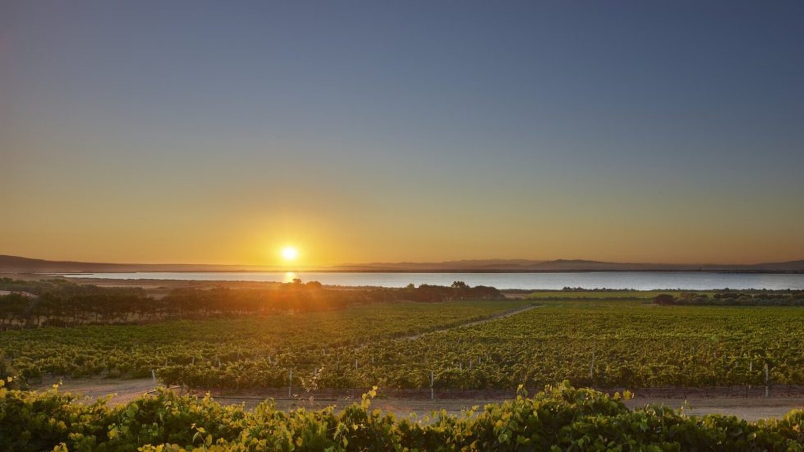 Perché i vini “di territorio” cambiano ogni annata: il bello della natura nel bicchiere