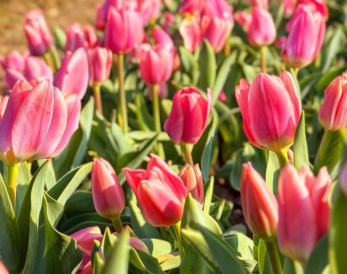 Niente e nessuno ci separerà da Lui, Gesù, il Vivente