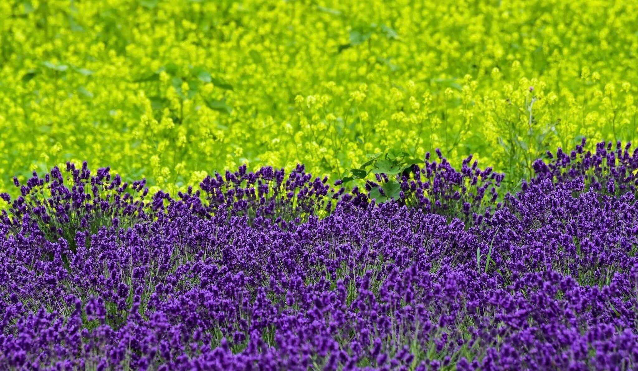 La bellezza &egrave; come il vino: non ti fa sopravvivere, ma vivere