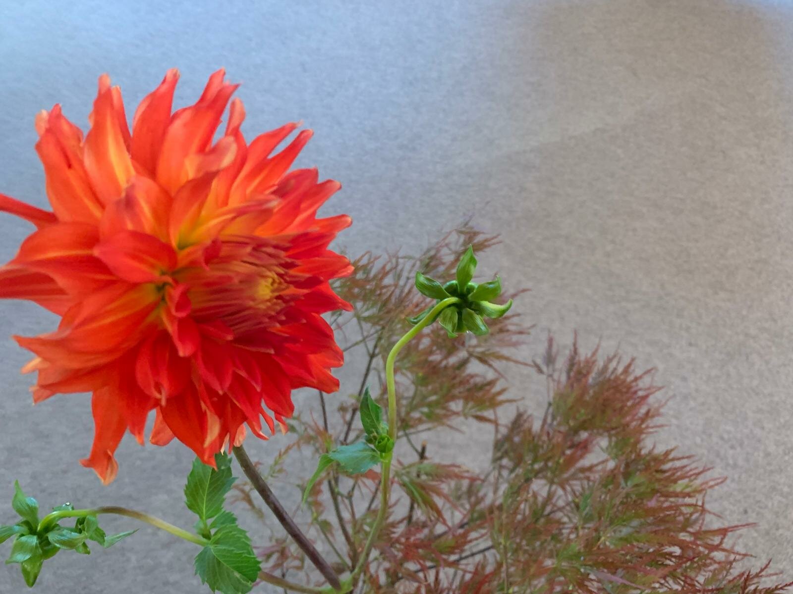 Riprendere il cammino con papa Leone