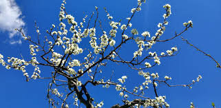 &ldquo;Che cosa sono questi discorsi che fate camminando, pensosi?&rdquo;