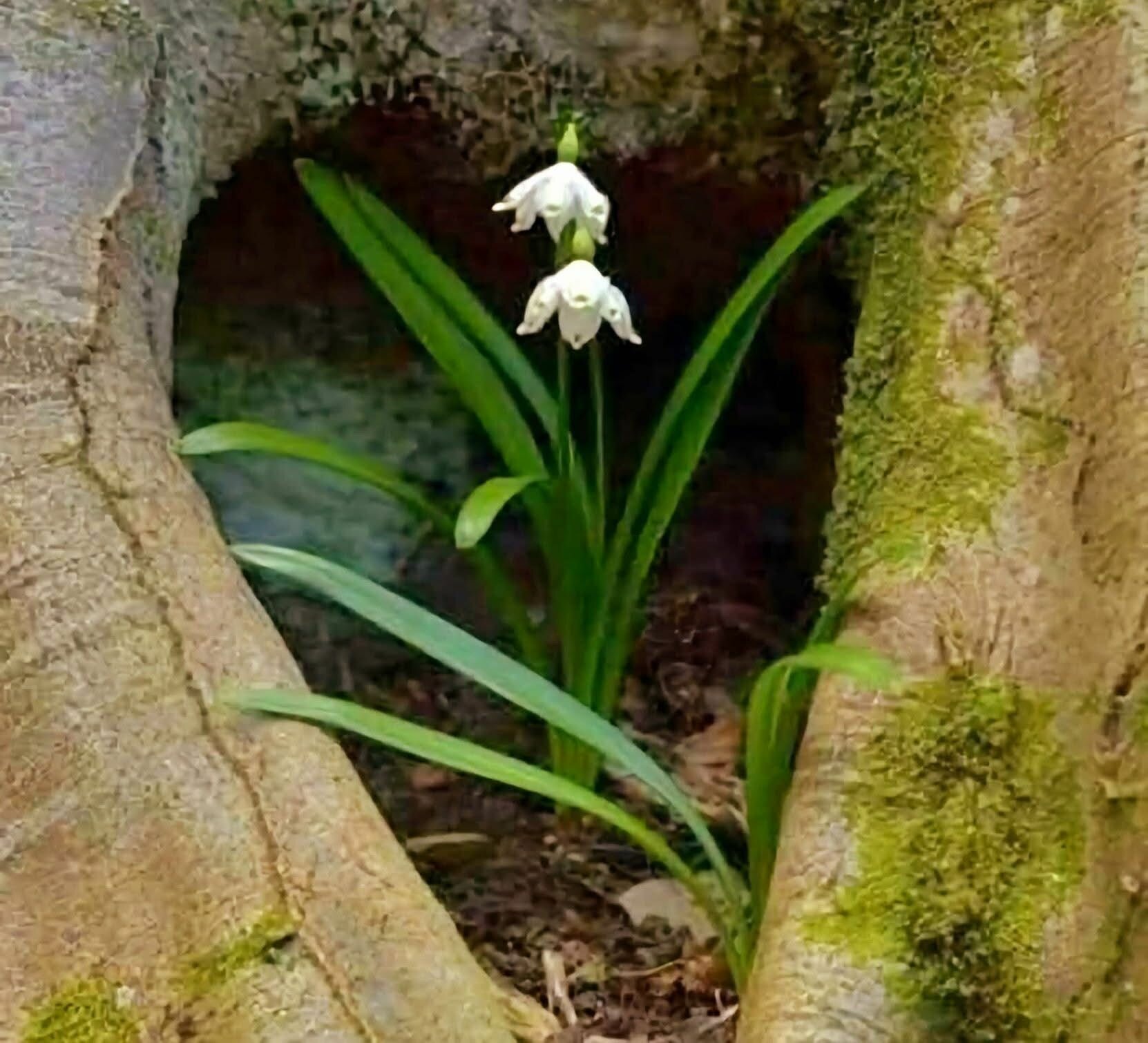 La circoncisione e la Legge: com’erano ebrei i primi cristiani