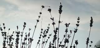 Come è possibile leggere da laici il mistero della resurrezione