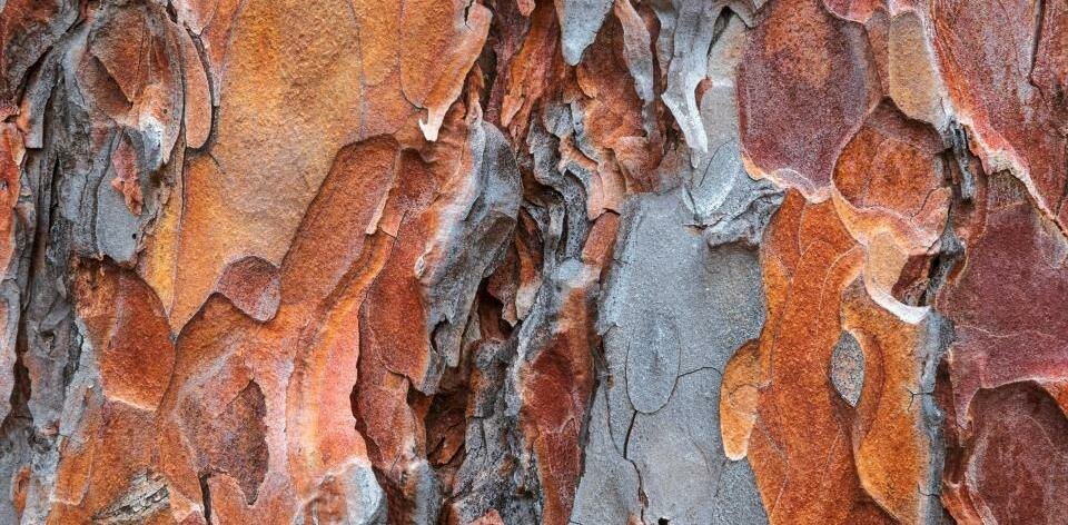 L'estrema umiltà di Dio L'estrema umiltà di Dio