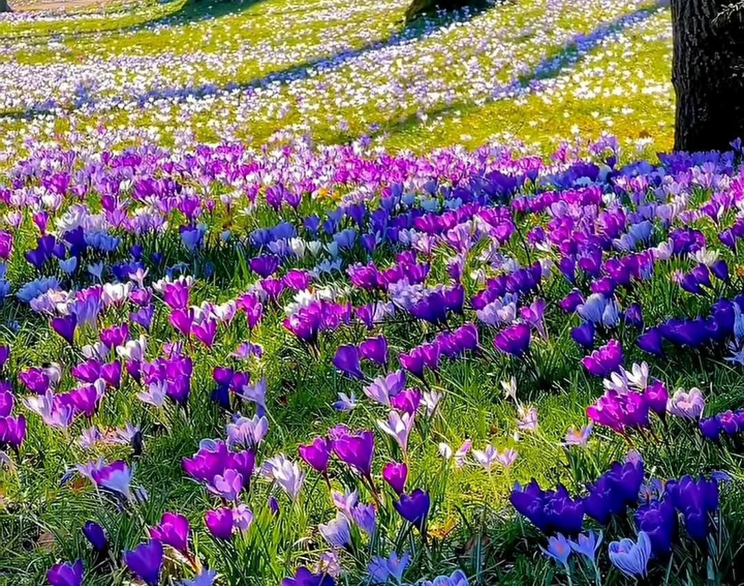 Francesco sotto vetro: la Chiesa che espone le ossa e dimentica il Vangelo