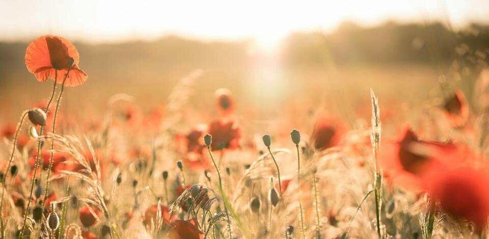 Vivere nel Risorto ieri, oggi e domani Vivere nel Risorto ieri, oggi e domani