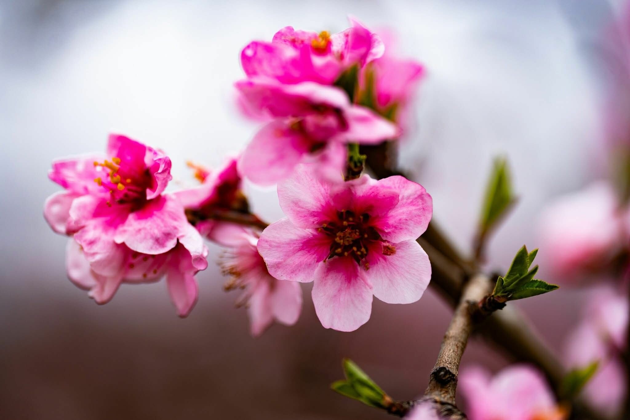 Fede e passione civile nella chiesa dei folli di Dio