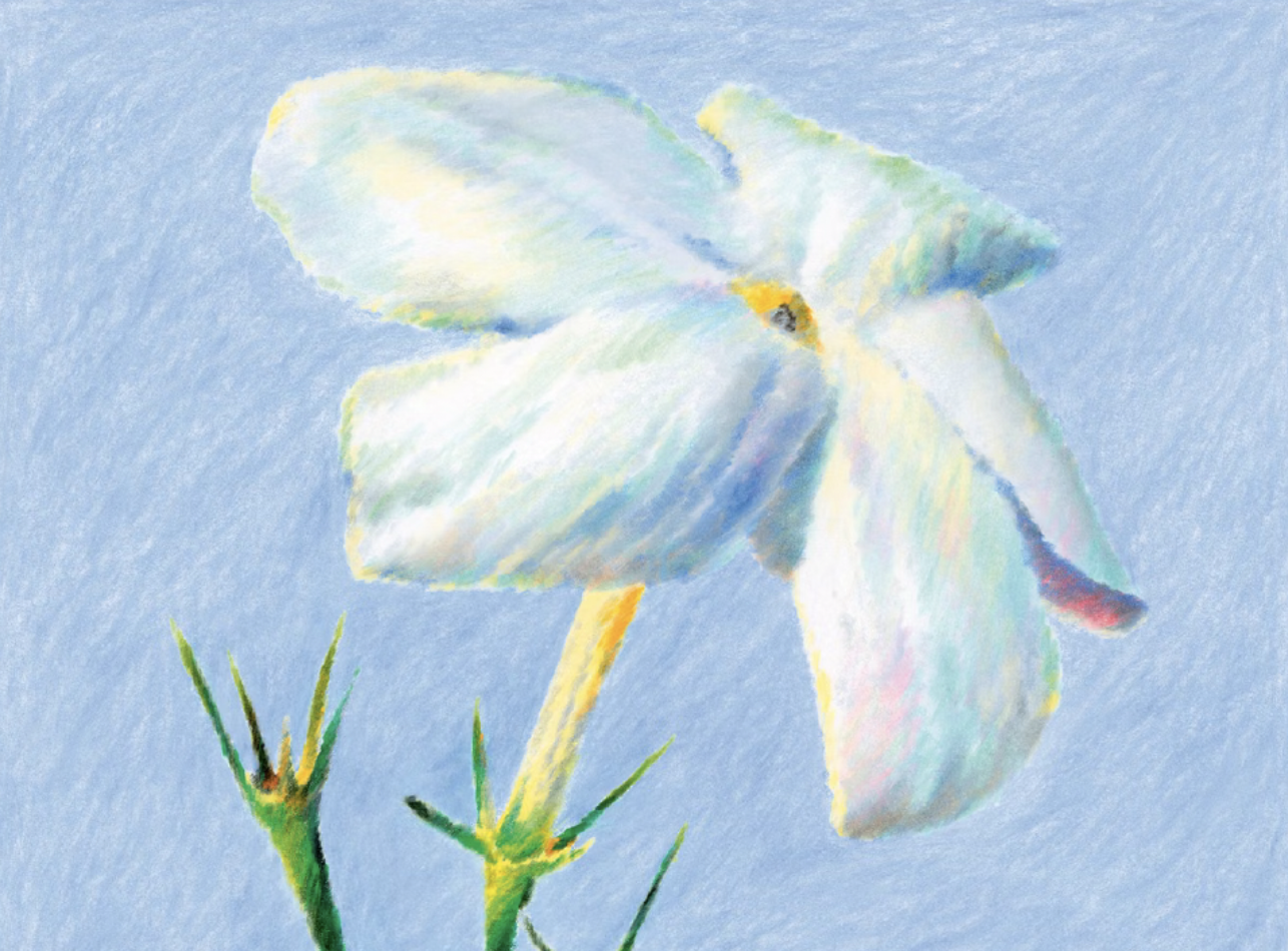 Su SudSTYLE JASMINUM, il re della notte