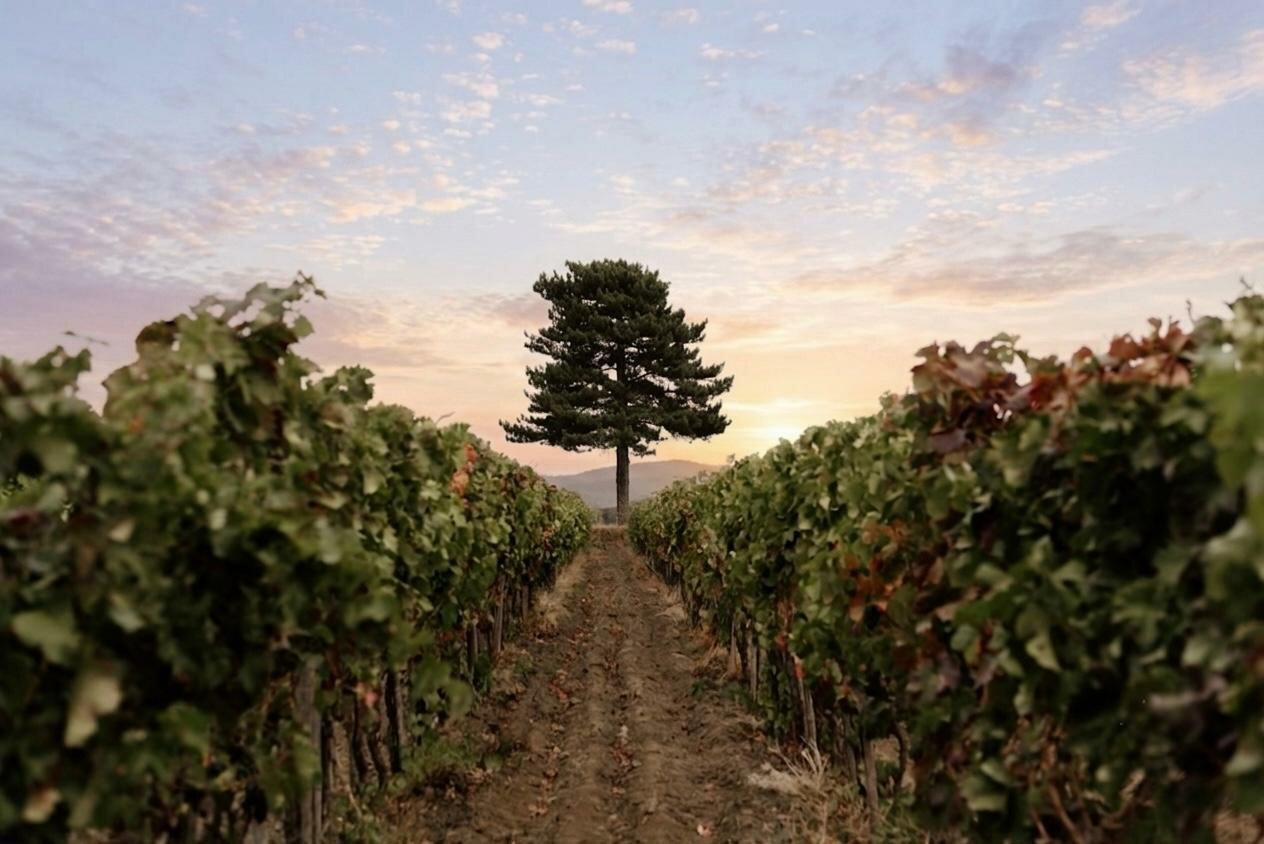Su SudGusto Wines at Sunset da Gambino Vini: il tramonto dell'Etna si racconta tra vino, fotografia, cinema e design