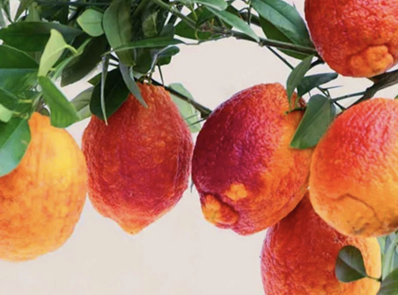 Su SudSTYLE Il limone rosso siciliano