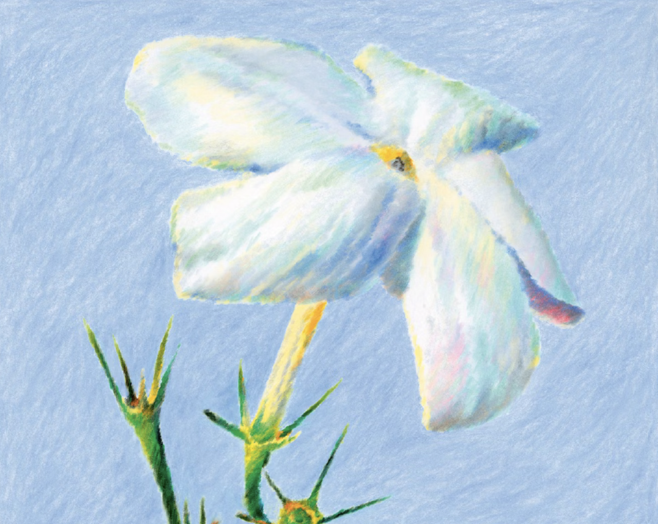 Su SudSTYLE JASMINUM, il re della notte