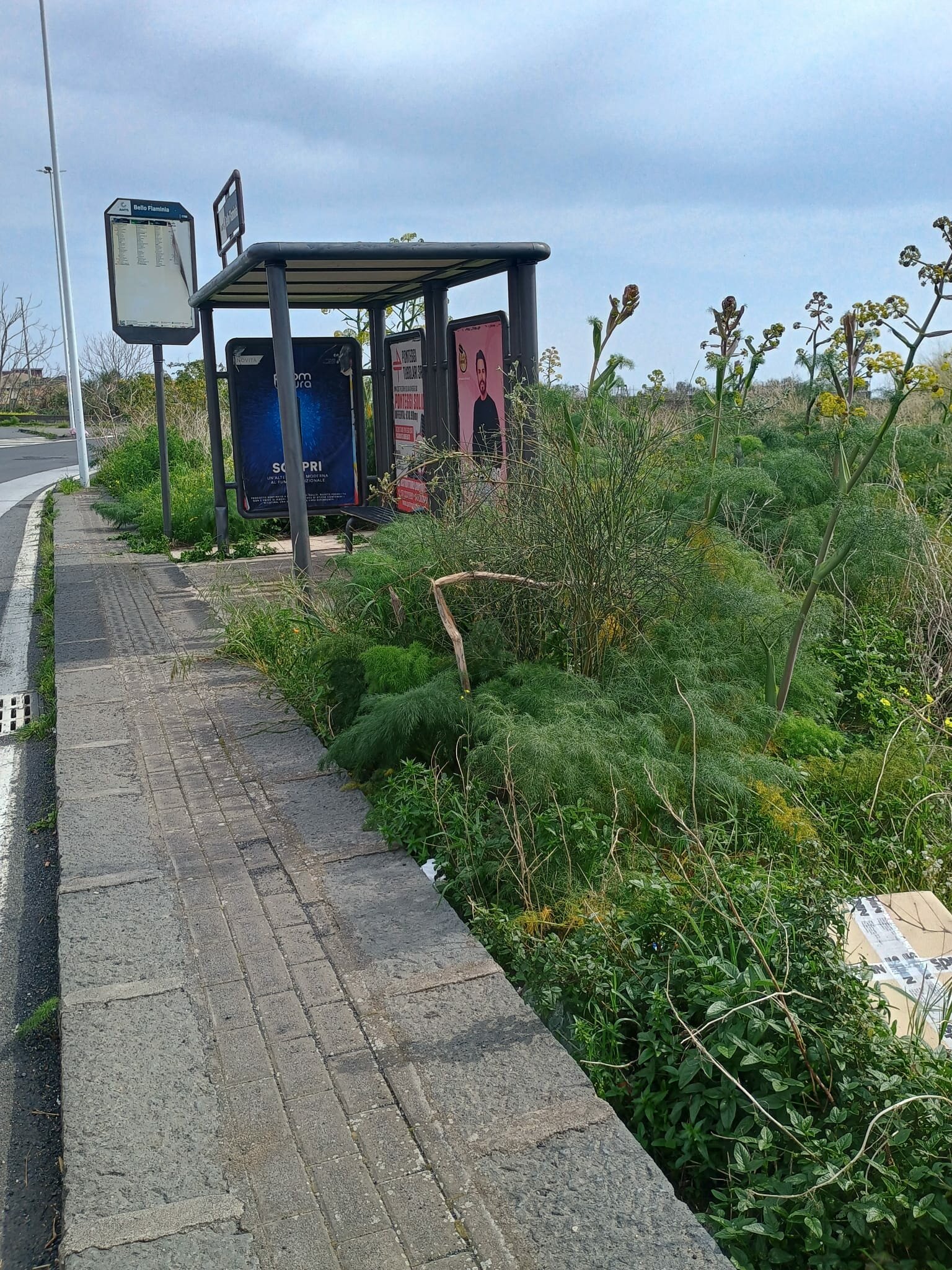 San Giovanni Galermo: Azione Catania accende i riflettori sul territorio: “Servono interventi immediati e documentati” San Giovanni Galermo: Azione Catania accende i riflettori sul territorio: “Servono interventi immediati e documentati”