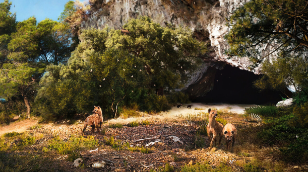 Su SudHiTech In Sicilia c’erano le iene: più piccole e con un cervello diverso Su SudHiTech In Sicilia c’erano le iene: più piccole e con un cervello diverso