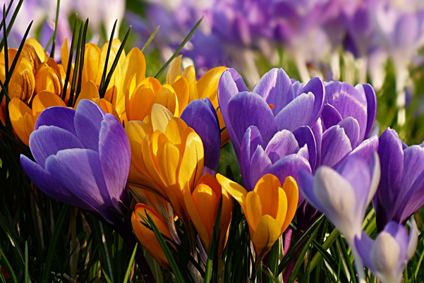 corso-professionale-massaggio-yoni-tantra-milano corso-professionale-massaggio-yoni-tantra-milano