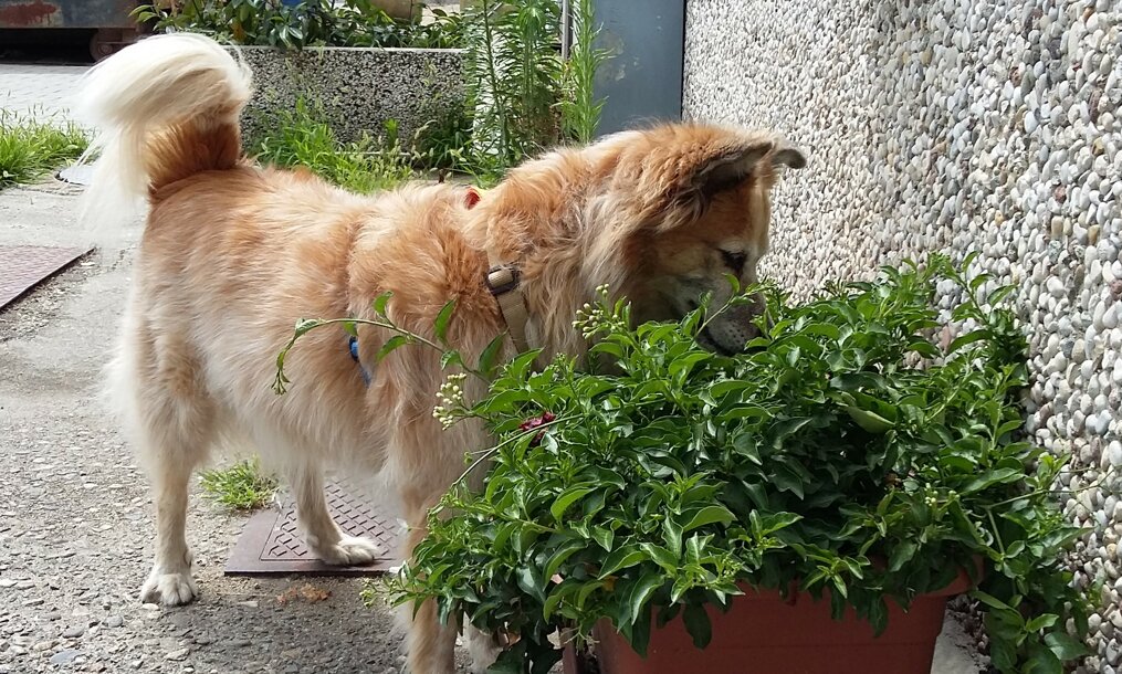 Educatore cinofilo a Milano e provincia, addestramento cani