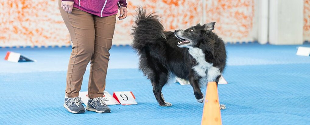educatrice cinofila e addestramento cani a Milano a domicilio