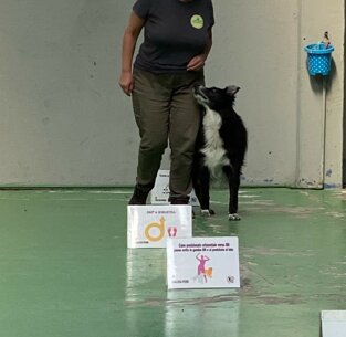 Educatore cinofilo a Milano e provincia, addestramento cani