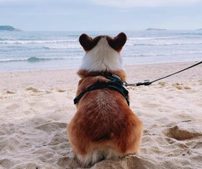 Educatore cinofilo a Milano e provincia, addestramento cani