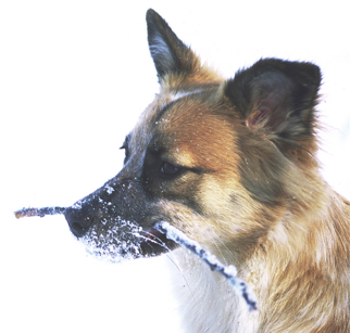 Educatore cinofilo a Milano e provincia, addestramento cani