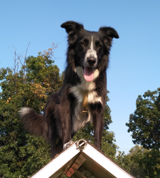 Educatore cinofilo a Milano e provincia, addestramento cani