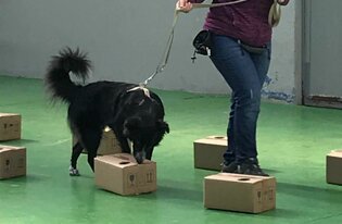 Educatore cinofilo a Milano e provincia, addestramento cani