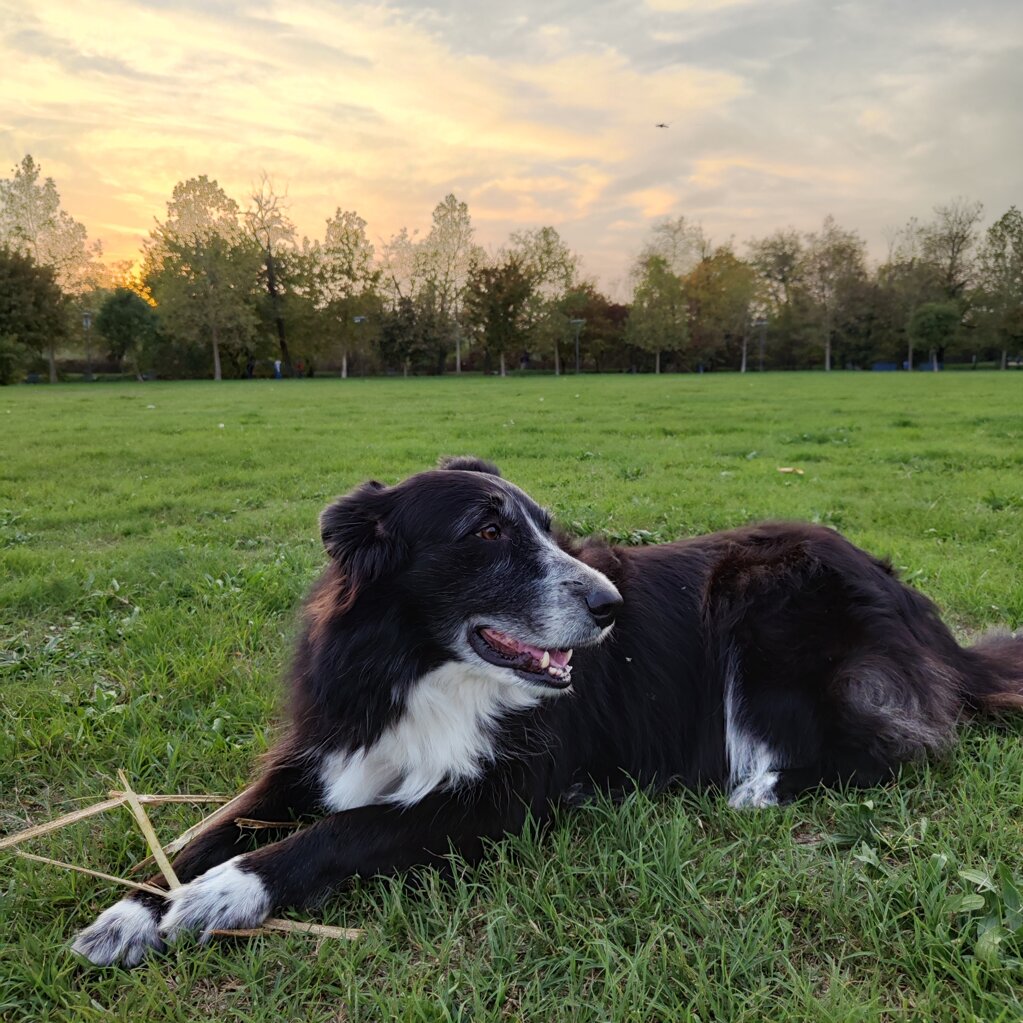 educatrice cinofila a Milano