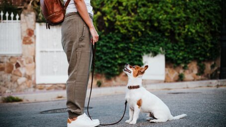 Educatore cinofilo a Milano e provincia, addestramento cani
