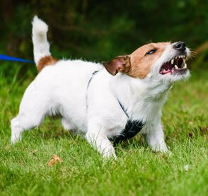 Educatore cinofilo a Milano e provincia, addestramento cani
