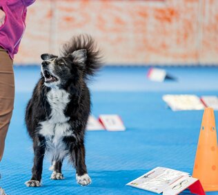 Educatore cinofilo a Milano e provincia, addestramento cani