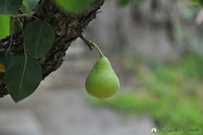 pere passito
