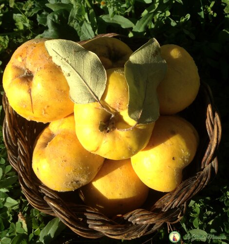 mele cotogne frutto bio.jpeg