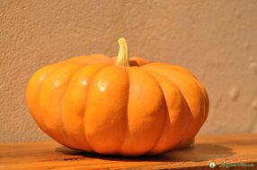 zucca e cannella