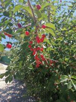 confettura-extra-di-amarene-e-vaniglia-con-succo-di-mela