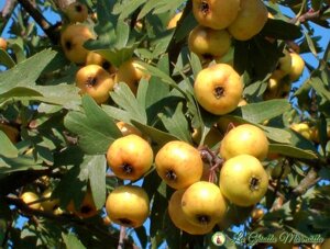 gelatina-extra-di-azzeruole