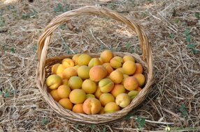 albicocche e liquirizia